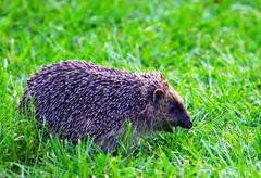 Giant hedgehog living in my garden
