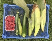 Allotment/Veg Patch Thread 14 ! growing into summer