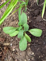 Plant ID Help Please