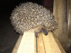 Mystery animal in my garden