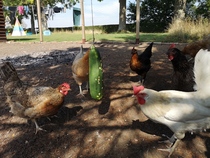 AIBU to think I could keep chickens in a normal house in an suburban area?