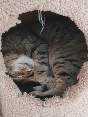 Show me your cat beds