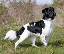 What are your favourite breeds of dog ?