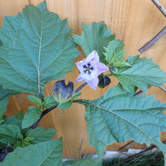 Plant ID please!