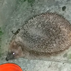 Giant hedgehog living in my garden