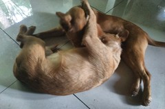 General Dog Chat 5