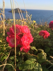 Any Witches Here? Part 9.