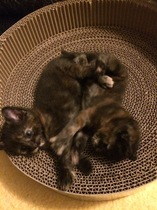 Kittens everywhere - anyone feel like recommending a cordless vacuum?