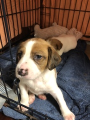 Show me your puppies!