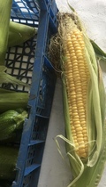Allotment/Veg Patch Thread 14 ! growing into summer