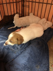 Show me your puppies!