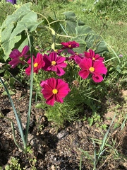 Allotment/Veg Patch Thread 14 ! growing into summer