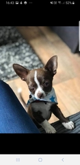 Show me your puppies!