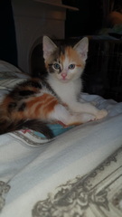 Kitten names