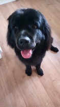 What are your favourite breeds of dog ?