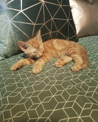 New kittens!