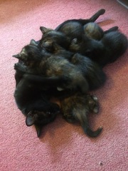 Kittens everywhere - anyone feel like recommending a cordless vacuum?