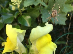 Any Witches Here? Part 9.