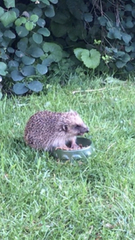 Giant hedgehog living in my garden