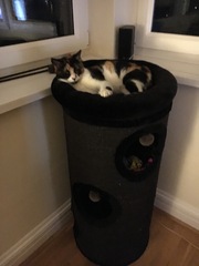 Show me your cat beds