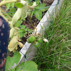 What are these doing on my potatoes?!