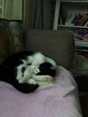 My boy is being PTS tomorrow. Devastated