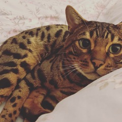Anyone on here got a Bengal cat ?