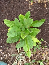 Plant ID Help Please