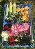 Allotment/Veg Patch Thread 14 ! growing into summer