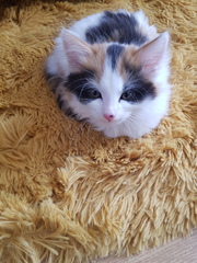 Help me name my kitten