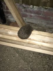 Mystery animal in my garden