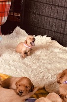 A "please help me name my puppy" thread :)