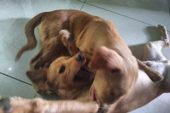 General Dog Chat 5