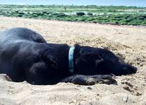 What are your favourite breeds of dog ?