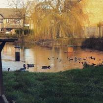 Can an estate agent use photos of my garden?