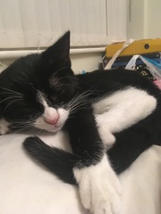 Cat chat - 100 slave tips