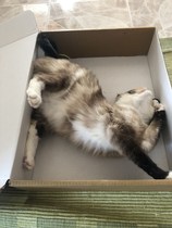 Cat chat - 100 slave tips