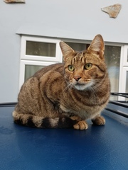 Next door's -thug- cat