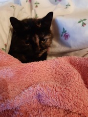 I think my cat is broken...