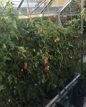 Allotment/Veg Patch Thread 14 ! growing into summer