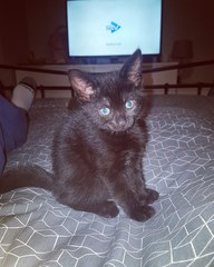 New kittens!