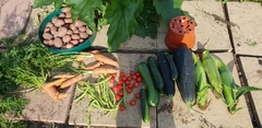Allotment/Veg Patch Thread 14 ! growing into summer