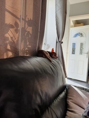 to think owning a dog is selfish?
