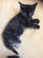 Kittens everywhere - anyone feel like recommending a cordless vacuum?