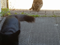 Next door's -thug- cat