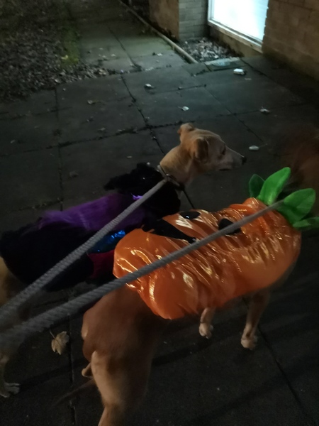 Dogs and Halloween KNOCKING