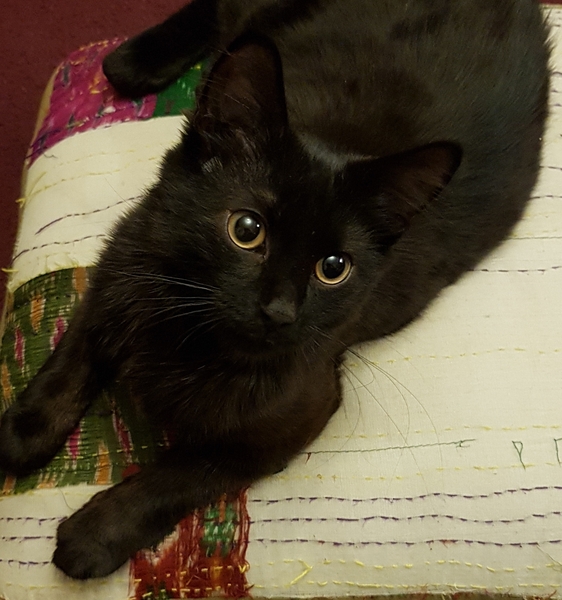 Westminstenders: Pro Rogues