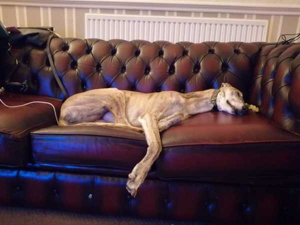 Adopting ex race dog
