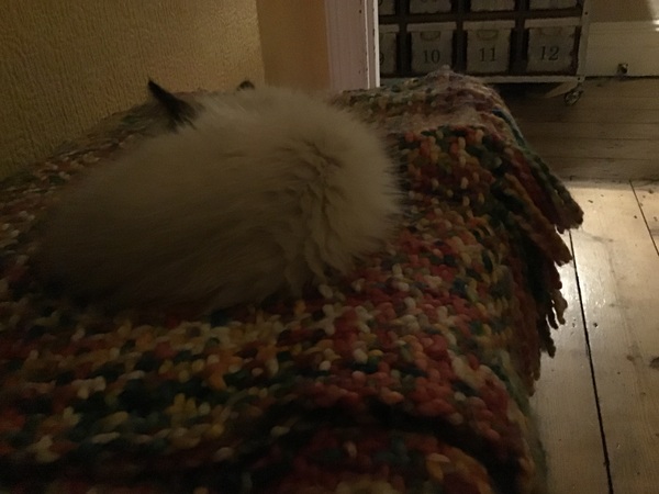 Help needed lethargic kitten