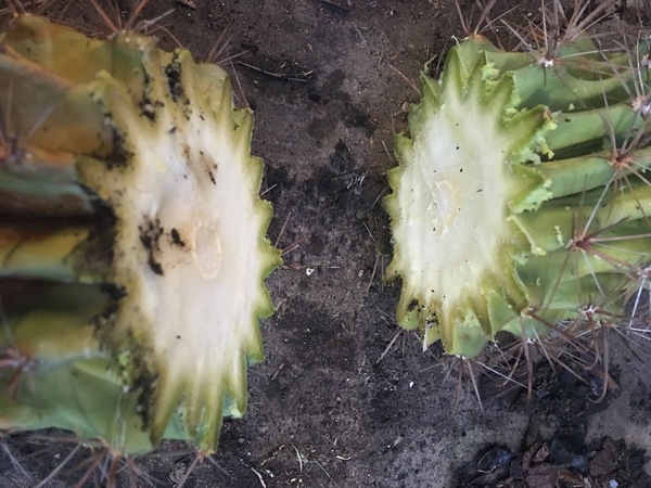 How to repot this bruiser of a cactus so it doesn't lean